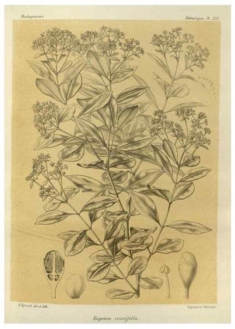 Reproducción/Reproduction 49786369827: Histoire physique, naturelle, et politique de Madagascar. Paris :Impr. nationale,1885-. 