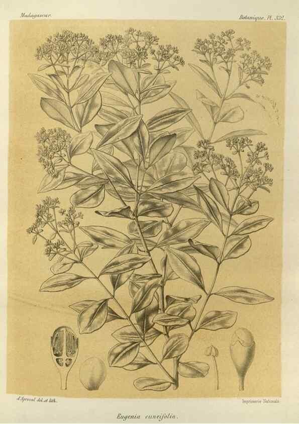 Reproducción/Reproduction 49786369827: Histoire physique, naturelle, et politique de Madagascar. Paris :Impr. nationale,1885-. 