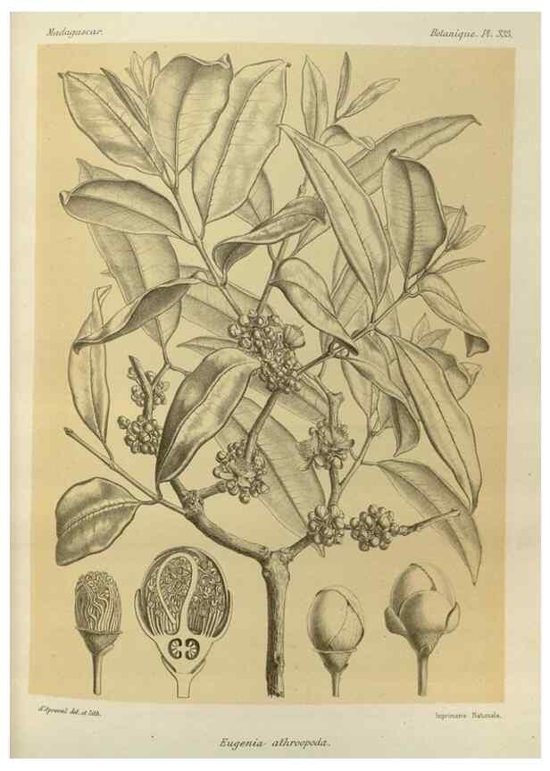 Reproducción/Reproduction 49786370052: Histoire physique, naturelle, et politique de Madagascar. Paris :Impr. nationale,1885-. 