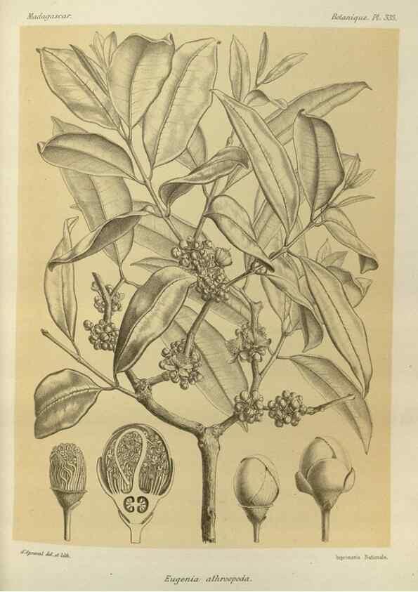 Reproducción/Reproduction 49786370052: Histoire physique, naturelle, et politique de Madagascar. Paris :Impr. nationale,1885-. 