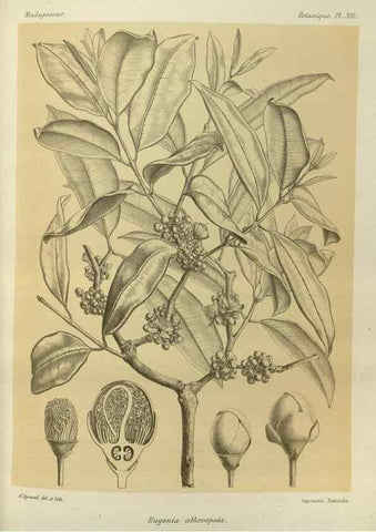 Reproducción/Reproduction 49786370052: Histoire physique, naturelle, et politique de Madagascar. Paris :Impr. nationale,1885-. 