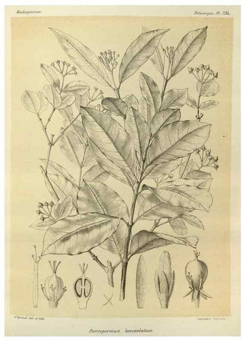 Reproducción/Reproduction 49785512288: Histoire physique, naturelle, et politique de Madagascar. Paris :Impr. nationale,1885-. 