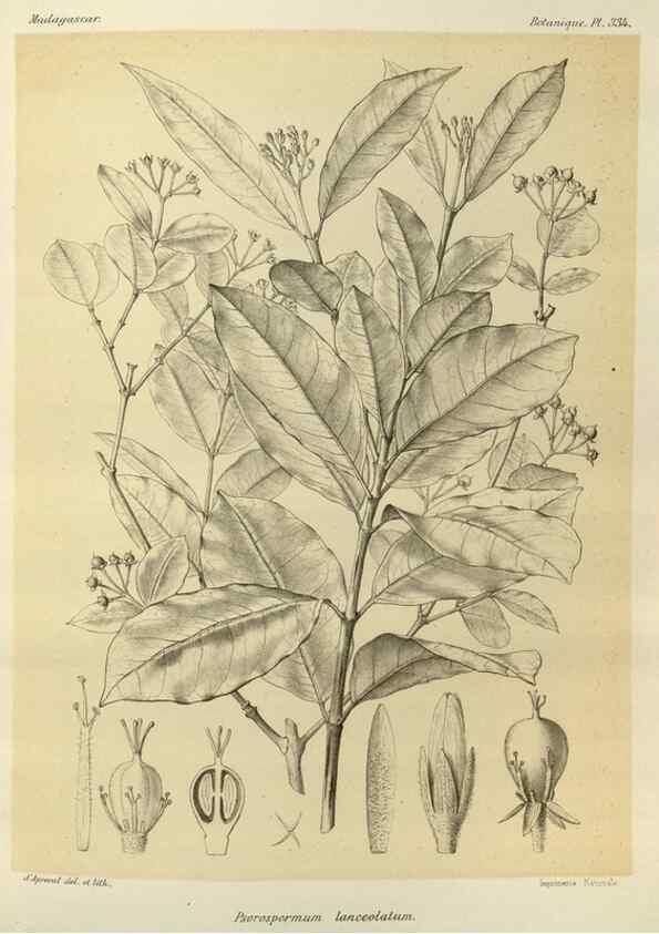 Reproducción/Reproduction 49785512288: Histoire physique, naturelle, et politique de Madagascar. Paris :Impr. nationale,1885-. 