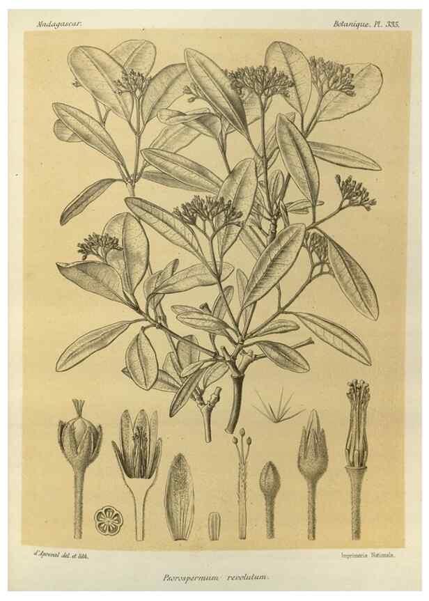 Reproducción/Reproduction 49785512538: Histoire physique, naturelle, et politique de Madagascar. Paris :Impr. nationale,1885-. 