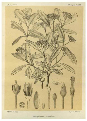 Reproducción/Reproduction 49785512538: Histoire physique, naturelle, et politique de Madagascar. Paris :Impr. nationale,1885-. 