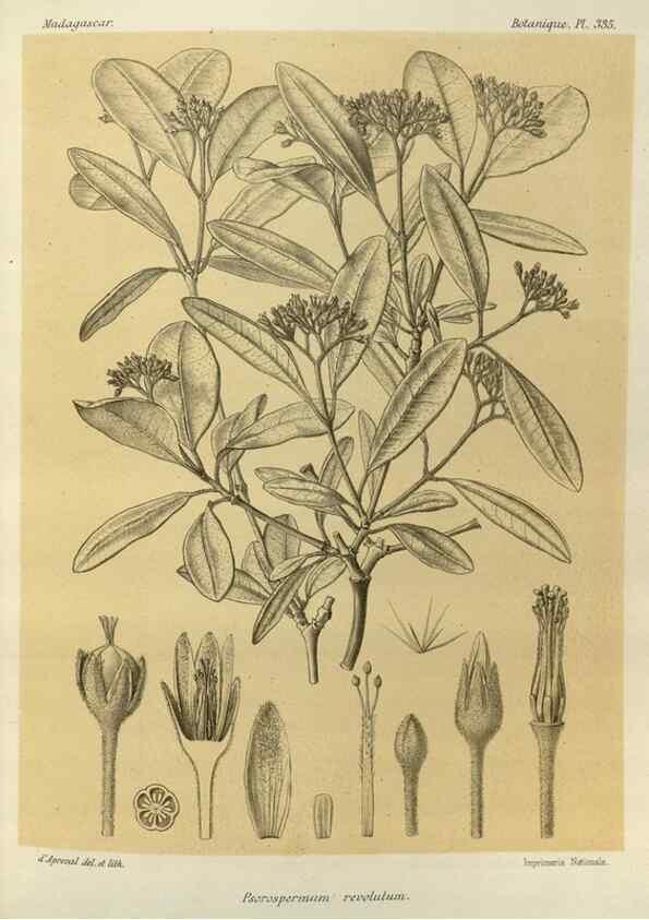 Reproducción/Reproduction 49785512538: Histoire physique, naturelle, et politique de Madagascar. Paris :Impr. nationale,1885-. 