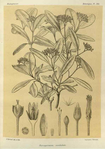 Reproducción/Reproduction 49785512538: Histoire physique, naturelle, et politique de Madagascar. Paris :Impr. nationale,1885-. 