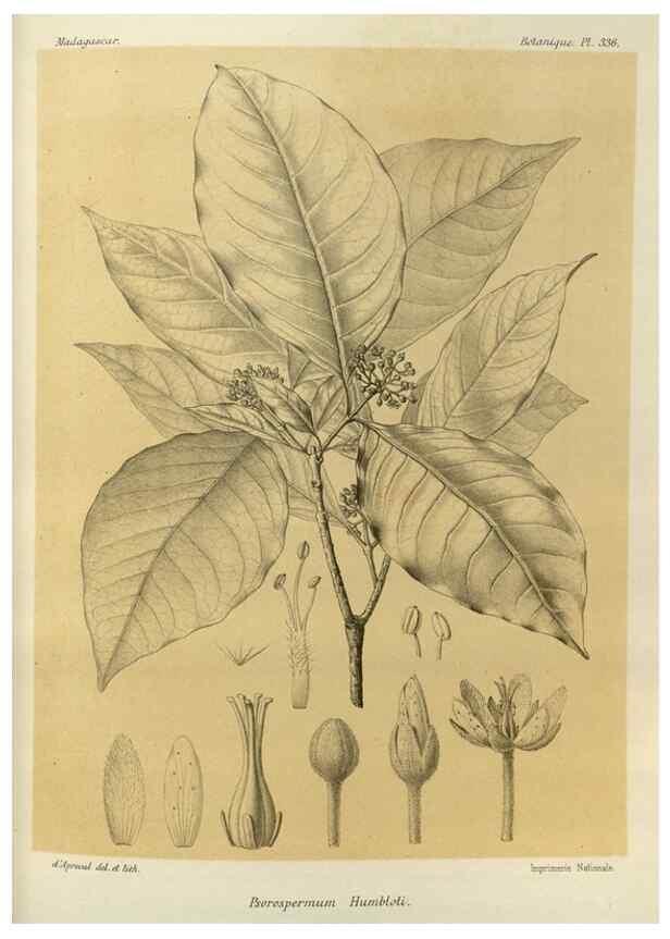 Reproducción/Reproduction 49786370917: Histoire physique, naturelle, et politique de Madagascar. Paris :Impr. nationale,1885-. 