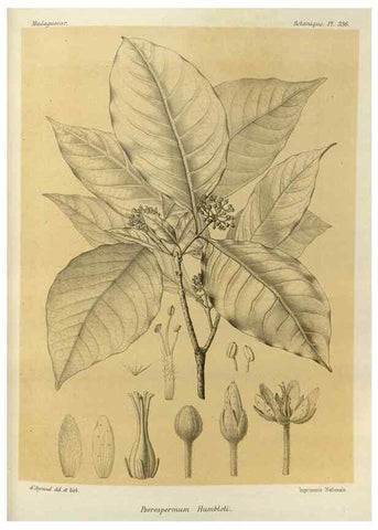 Reproducción/Reproduction 49786370917: Histoire physique, naturelle, et politique de Madagascar. Paris :Impr. nationale,1885-. 