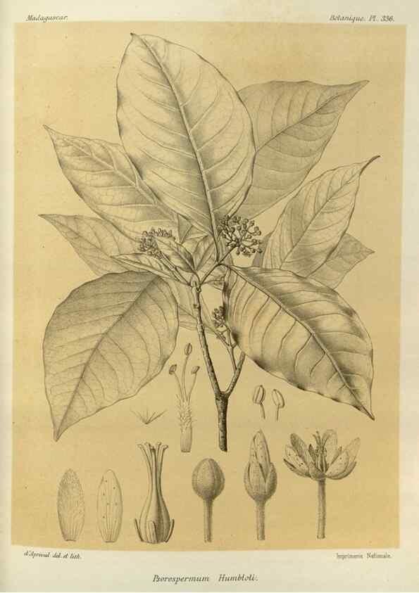 Reproducción/Reproduction 49786370917: Histoire physique, naturelle, et politique de Madagascar. Paris :Impr. nationale,1885-. 