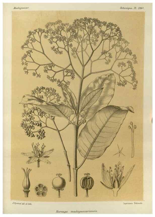Reproducción/Reproduction 49786051501: Histoire physique, naturelle, et politique de Madagascar. Paris :Impr. nationale,1885-. 