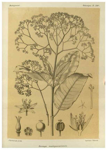 Reproducción/Reproduction 49786051501: Histoire physique, naturelle, et politique de Madagascar. Paris :Impr. nationale,1885-. 