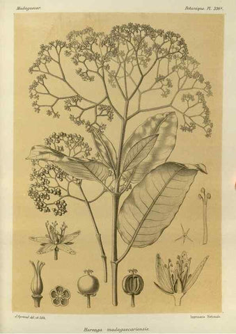 Reproducción/Reproduction 49786051501: Histoire physique, naturelle, et politique de Madagascar. Paris :Impr. nationale,1885-. 