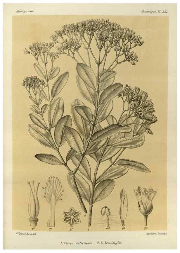 Reproducción/Reproduction 49786371502: Histoire physique, naturelle, et politique de Madagascar. Paris :Impr. nationale,1885-. 