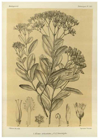 Reproducción/Reproduction 49786371502: Histoire physique, naturelle, et politique de Madagascar. Paris :Impr. nationale,1885-. 