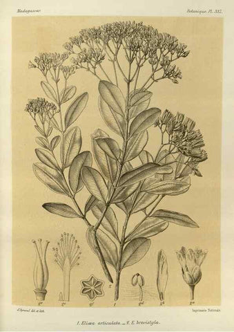 Reproducción/Reproduction 49786371502: Histoire physique, naturelle, et politique de Madagascar. Paris :Impr. nationale,1885-. 