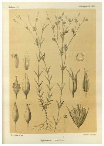 Reproducción/Reproduction 49786371822: Histoire physique, naturelle, et politique de Madagascar. Paris :Impr. nationale,1885-. 