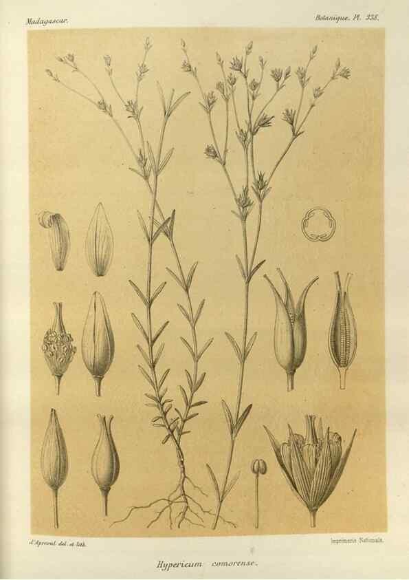 Reproducción/Reproduction 49786371822: Histoire physique, naturelle, et politique de Madagascar. Paris :Impr. nationale,1885-. 