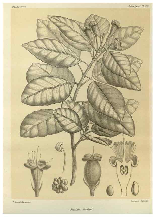 Reproducción/Reproduction 49785513878: Histoire physique, naturelle, et politique de Madagascar. Paris :Impr. nationale,1885-. 