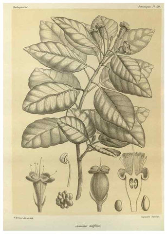 Reproducción/Reproduction 49785513878: Histoire physique, naturelle, et politique de Madagascar. Paris :Impr. nationale,1885-. 
