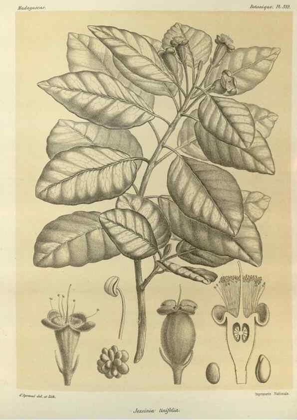 Reproducción/Reproduction 49785513878: Histoire physique, naturelle, et politique de Madagascar. Paris :Impr. nationale,1885-. 