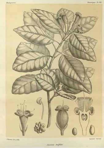Reproducción/Reproduction 49785513878: Histoire physique, naturelle, et politique de Madagascar. Paris :Impr. nationale,1885-. 