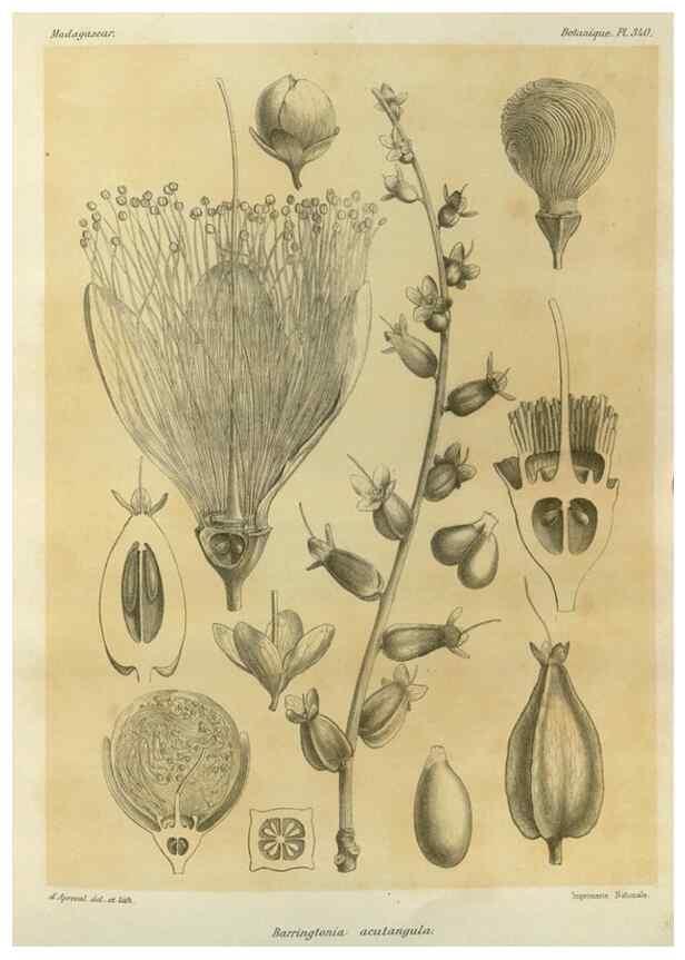 Reproducción/Reproduction 49786372262: Histoire physique, naturelle, et politique de Madagascar. Paris :Impr. nationale,1885-. 