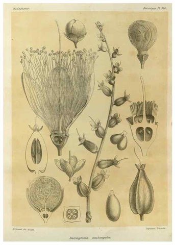 Reproducción/Reproduction 49786372262: Histoire physique, naturelle, et politique de Madagascar. Paris :Impr. nationale,1885-. 