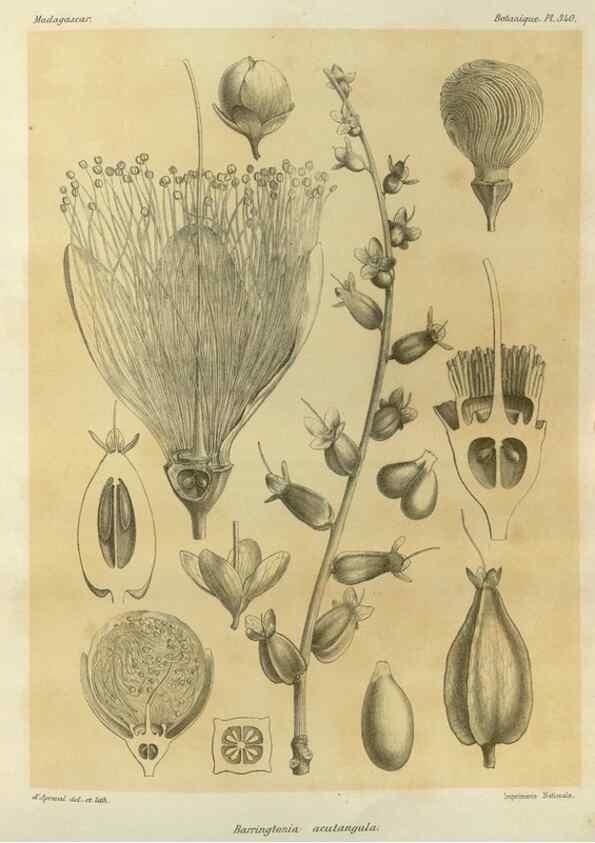 Reproducción/Reproduction 49786372262: Histoire physique, naturelle, et politique de Madagascar. Paris :Impr. nationale,1885-. 
