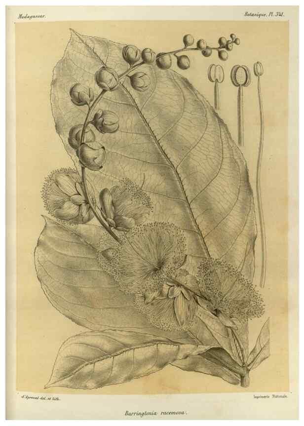 Reproducción/Reproduction 49785514298: Histoire physique, naturelle, et politique de Madagascar. Paris :Impr. nationale,1885-. 