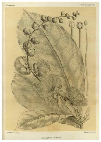 Reproducción/Reproduction 49785514298: Histoire physique, naturelle, et politique de Madagascar. Paris :Impr. nationale,1885-. 