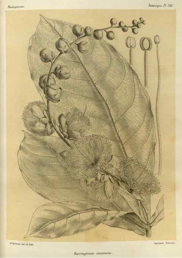 Reproducción/Reproduction 49785514298: Histoire physique, naturelle, et politique de Madagascar. Paris :Impr. nationale,1885-. 