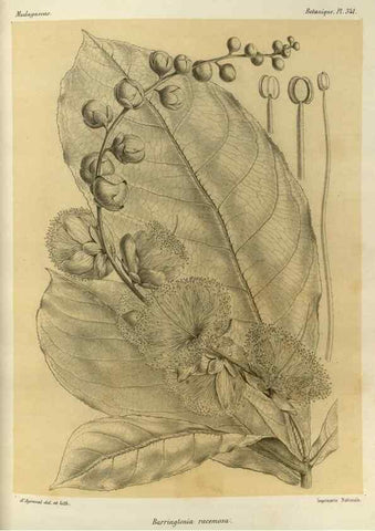 Reproducción/Reproduction 49785514298: Histoire physique, naturelle, et politique de Madagascar. Paris :Impr. nationale,1885-. 