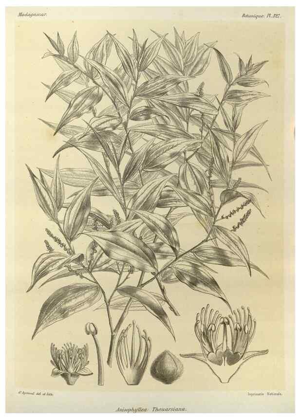 Reproducción/Reproduction 49786368552: Histoire physique, naturelle, et politique de Madagascar. Paris :Impr. nationale,1885-. 