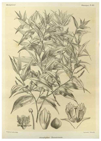 Reproducción/Reproduction 49786368552: Histoire physique, naturelle, et politique de Madagascar. Paris :Impr. nationale,1885-. 
