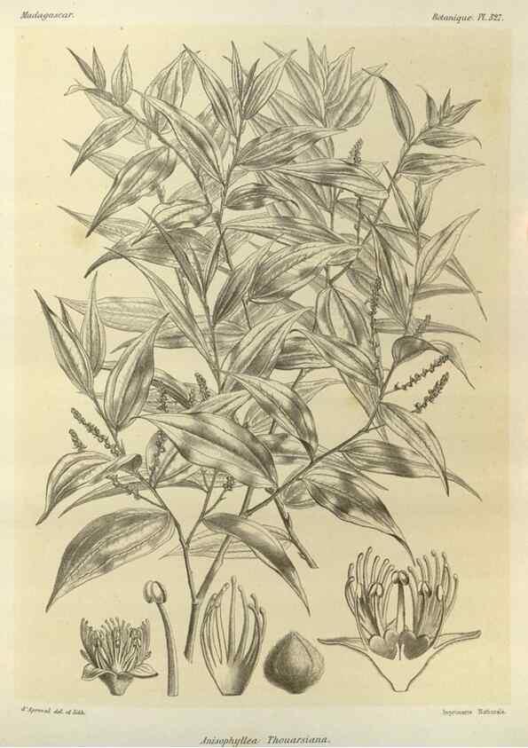Reproducción/Reproduction 49786368552: Histoire physique, naturelle, et politique de Madagascar. Paris :Impr. nationale,1885-. 