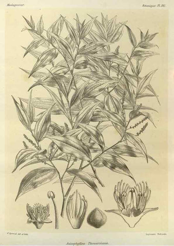 Reproducción/Reproduction 49786368552: Histoire physique, naturelle, et politique de Madagascar. Paris :Impr. nationale,1885-. 