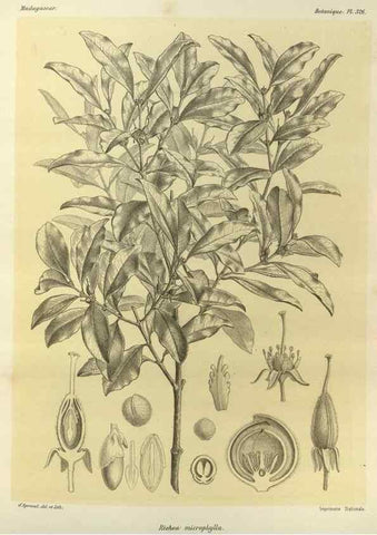 Reproducción/Reproduction 49786048711: Histoire physique, naturelle, et politique de Madagascar. Paris :Impr. nationale,1885-. 