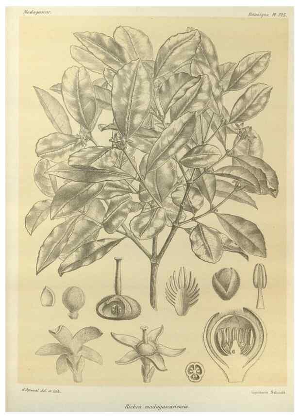 Reproducción/Reproduction 49786048496: Histoire physique, naturelle, et politique de Madagascar. Paris :Impr. nationale,1885-. 