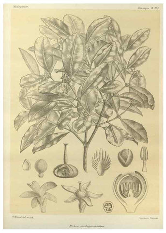 Reproducción/Reproduction 49786048496: Histoire physique, naturelle, et politique de Madagascar. Paris :Impr. nationale,1885-. 