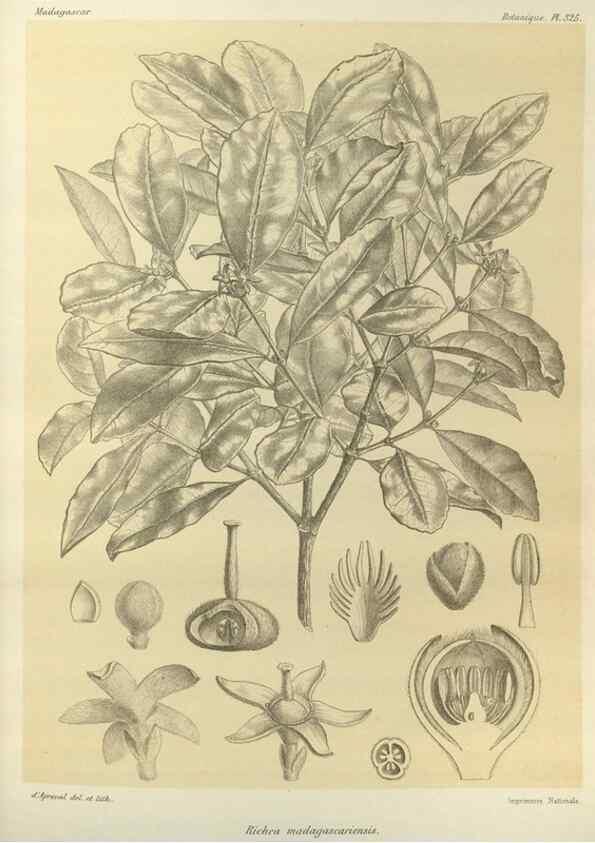 Reproducción/Reproduction 49786048496: Histoire physique, naturelle, et politique de Madagascar. Paris :Impr. nationale,1885-. 