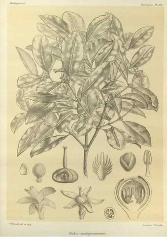 Reproducción/Reproduction 49786048496: Histoire physique, naturelle, et politique de Madagascar. Paris :Impr. nationale,1885-. 
