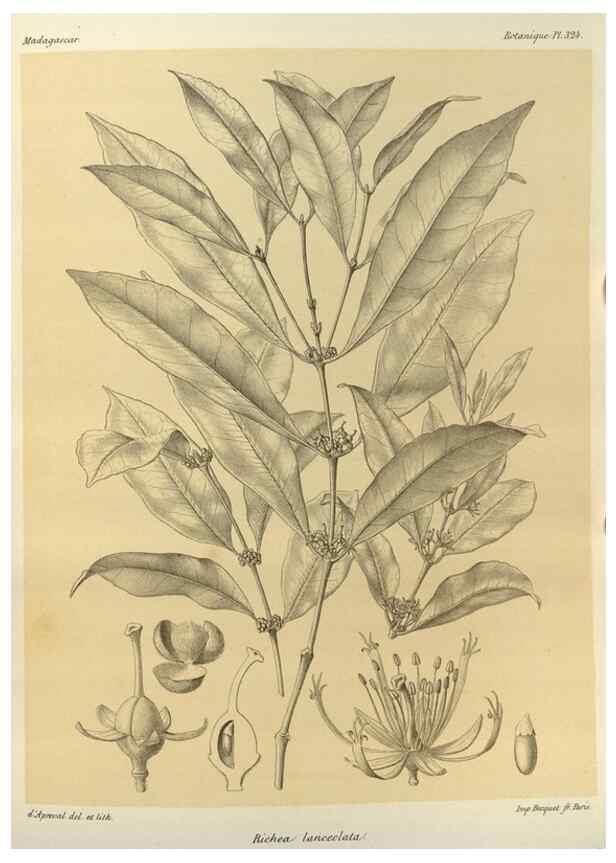 Reproducción/Reproduction 49785509933: Histoire physique, naturelle, et politique de Madagascar. Paris :Impr. nationale,1885-. 