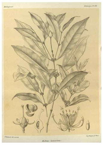 Reproducción/Reproduction 49785509933: Histoire physique, naturelle, et politique de Madagascar. Paris :Impr. nationale,1885-. 