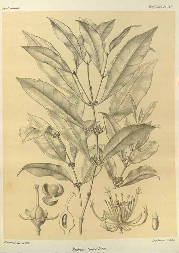 Reproducción/Reproduction 49785509933: Histoire physique, naturelle, et politique de Madagascar. Paris :Impr. nationale,1885-. 