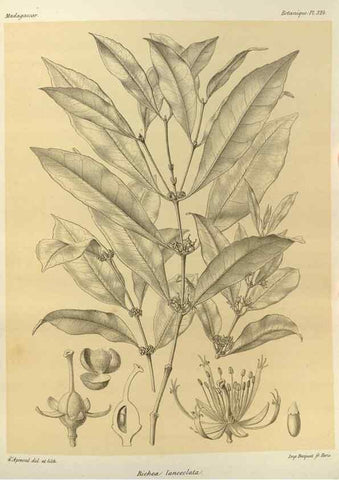 Reproducción/Reproduction 49785509933: Histoire physique, naturelle, et politique de Madagascar. Paris :Impr. nationale,1885-. 