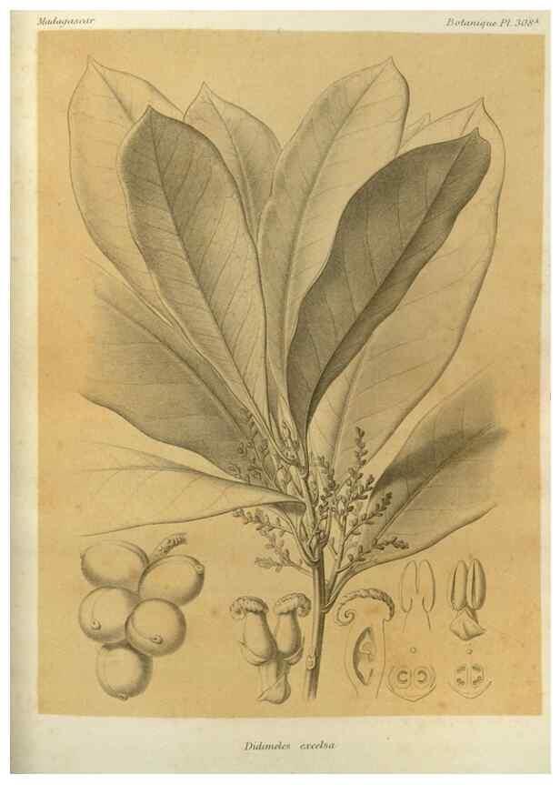 Reproducción/Reproduction 49786044031: Histoire physique, naturelle, et politique de Madagascar. Paris :Impr. nationale,1885-. 