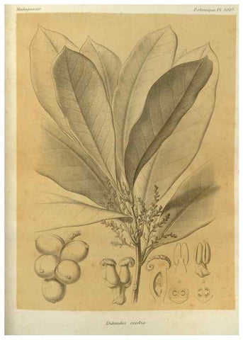 Reproducción/Reproduction 49786044031: Histoire physique, naturelle, et politique de Madagascar. Paris :Impr. nationale,1885-. 