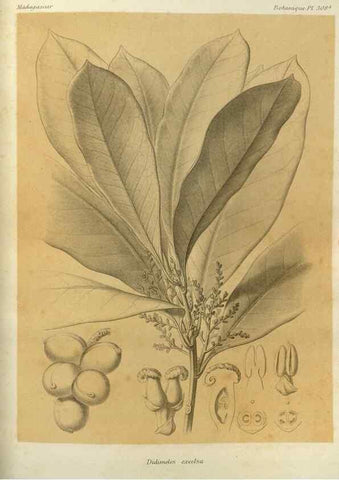 Reproducción/Reproduction 49786044031: Histoire physique, naturelle, et politique de Madagascar. Paris :Impr. nationale,1885-. 