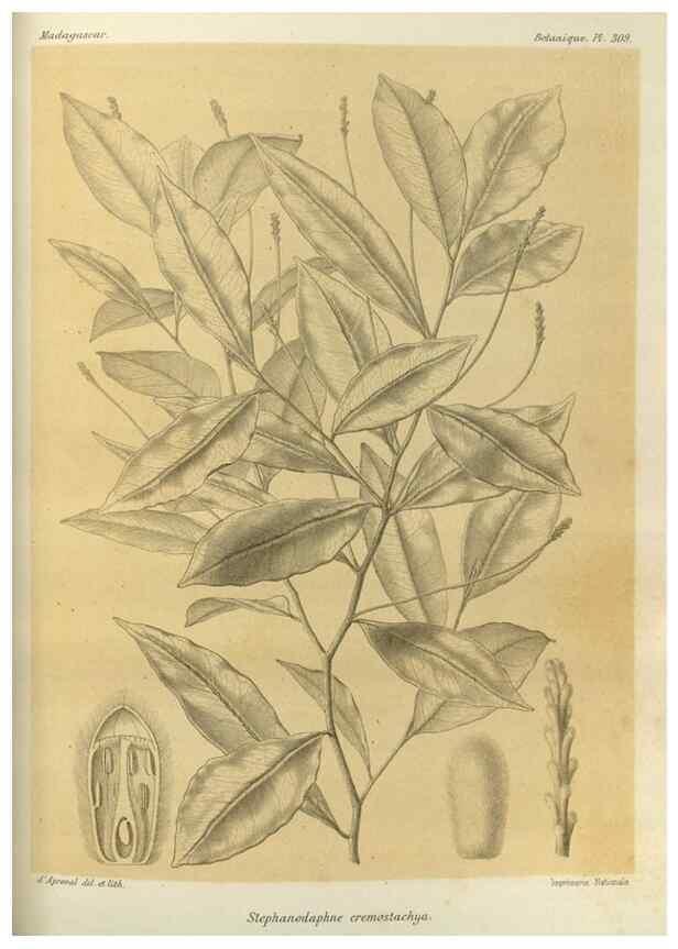 Reproducción/Reproduction 49786364057: Histoire physique, naturelle, et politique de Madagascar. Paris :Impr. nationale,1885-. 